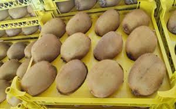 تصویر 4 از خرید و قیمت کیوی درجه یک صادراتی + فروش عمده